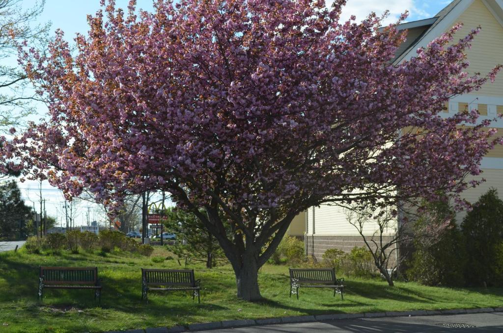 Hyannis Host Inn Εξωτερικό φωτογραφία